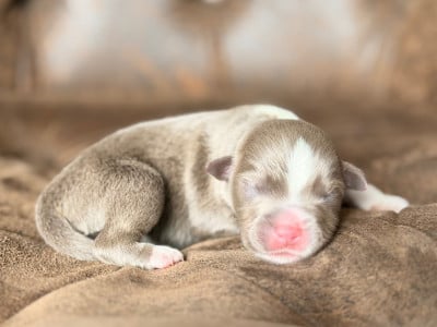 Les chiots de Berger Américain Miniature 