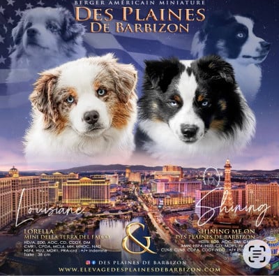 Les chiots de Berger Américain Miniature 