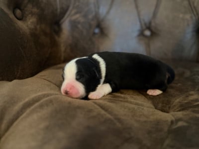 Les chiots de Berger Américain Miniature 
