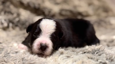 Les chiots de Berger Américain Miniature