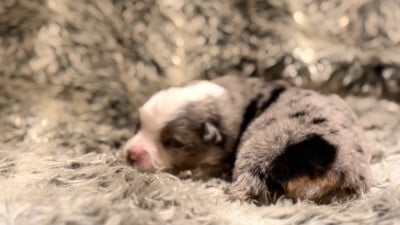 Les chiots de Berger Américain Miniature