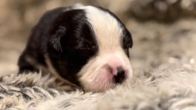 Les chiots de Berger Américain Miniature