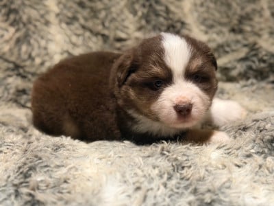 Les chiots de Berger Américain Miniature 