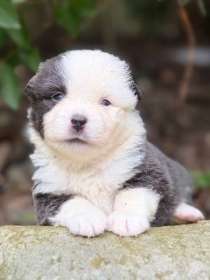 Les chiots de Berger Américain Miniature