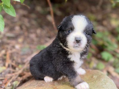 Les chiots de Berger Américain Miniature
