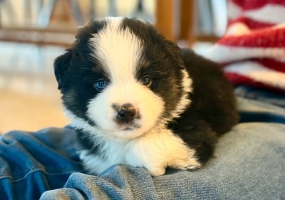 Les chiots de Berger Américain Miniature