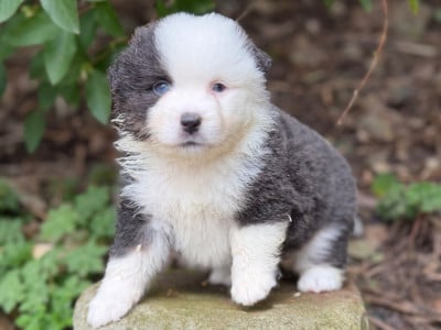 Les chiots de Berger Américain Miniature