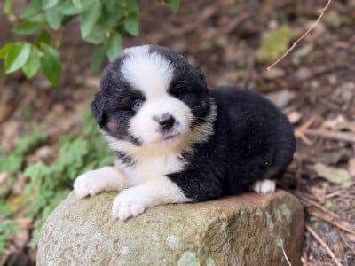 Les chiots de Berger Américain Miniature