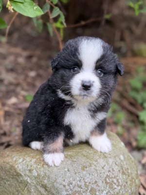 Les chiots de Berger Américain Miniature