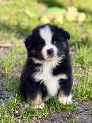 Les chiots de Berger Américain Miniature 