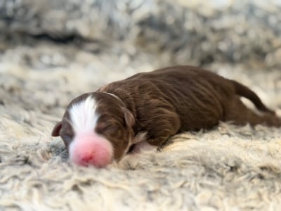 Les chiots de Berger Américain Miniature