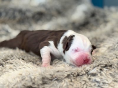Les chiots de Berger Américain Miniature
