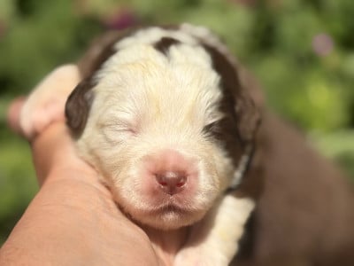 Les chiots de Berger Américain Miniature
