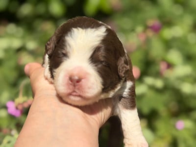 Les chiots de Berger Américain Miniature