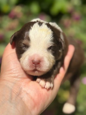 Les chiots de Berger Américain Miniature
