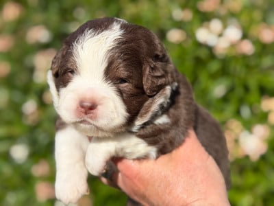 Les chiots de Berger Américain Miniature 