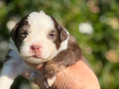 Les chiots de Berger Américain Miniature 