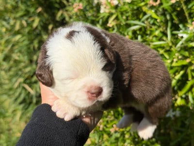 Les chiots de Berger Américain Miniature 
