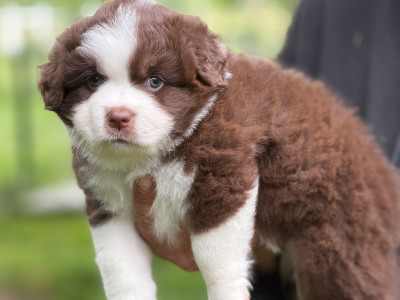Les chiots de Berger Américain Miniature 