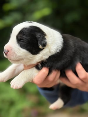 Les chiots de Berger Américain Miniature 