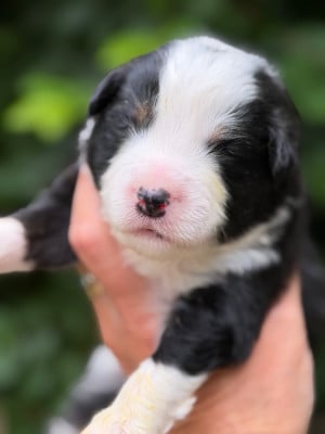 Les chiots de Berger Américain Miniature 