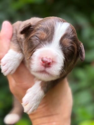 Les chiots de Berger Américain Miniature 