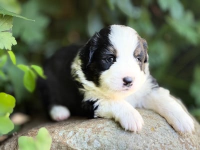 Les chiots de Berger Américain Miniature 