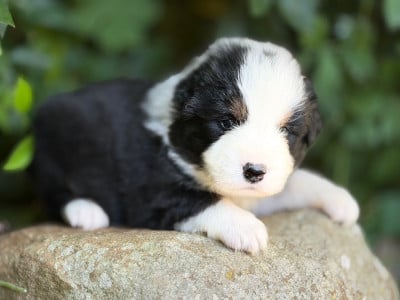 Les chiots de Berger Américain Miniature 