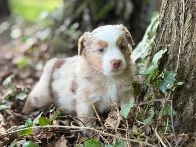 Les chiots de Berger Américain Miniature 