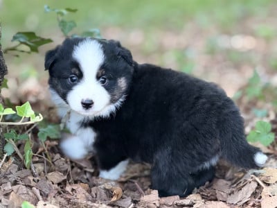 Les chiots de Berger Américain Miniature 