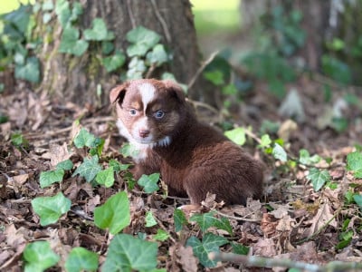 Les chiots de Berger Américain Miniature 