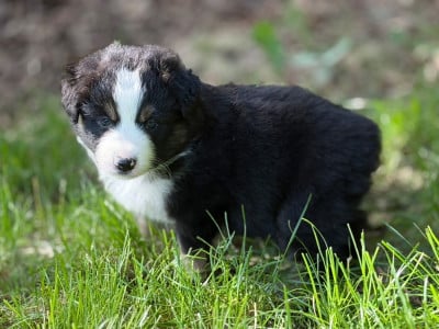 Les chiots de Berger Américain Miniature 