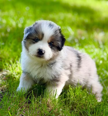 Les chiots de Berger Américain Miniature 