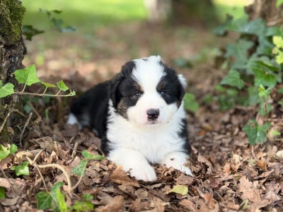 Les chiots de Berger Américain Miniature 