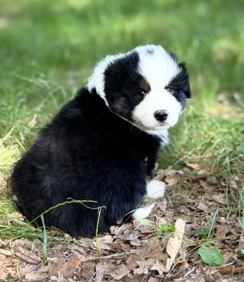 Les chiots de Berger Américain Miniature 