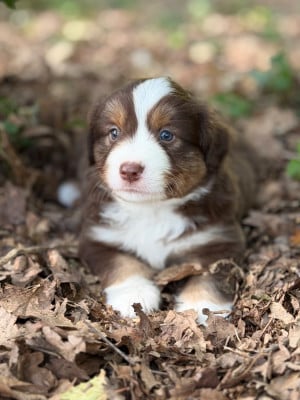 Les chiots de Berger Américain Miniature 
