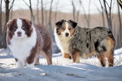 Les chiots de Berger Américain Miniature 