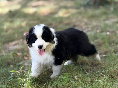 Les chiots de Berger Américain Miniature 