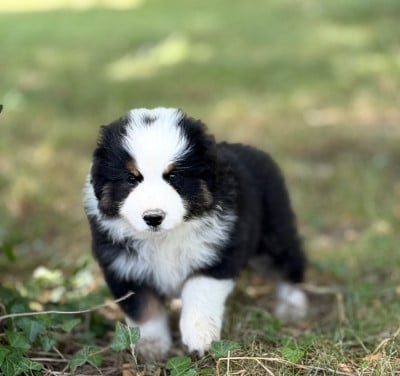 Les chiots de Berger Américain Miniature 