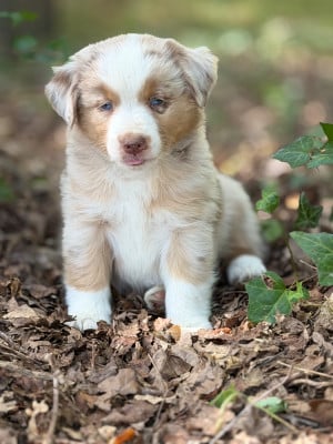 Les chiots de Berger Américain Miniature 