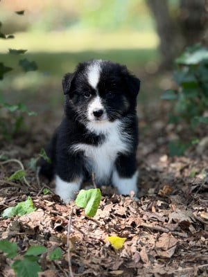 Les chiots de Berger Américain Miniature 