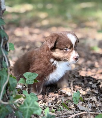 Les chiots de Berger Américain Miniature 