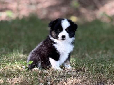 Les chiots de Berger Américain Miniature