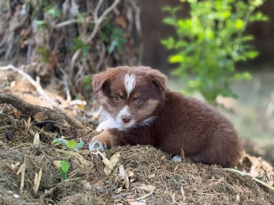 Les chiots de Berger Américain Miniature