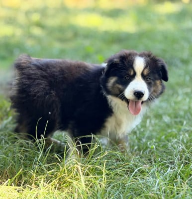 Les chiots de Berger Américain Miniature