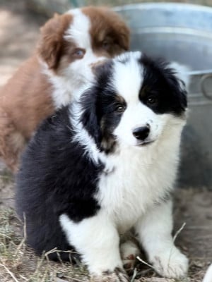 Les chiots de Berger Américain Miniature