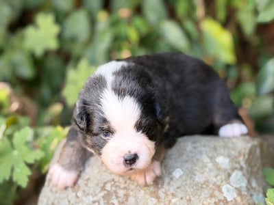 Les chiots de Berger Américain Miniature