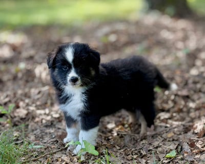 Les chiots de Berger Américain Miniature