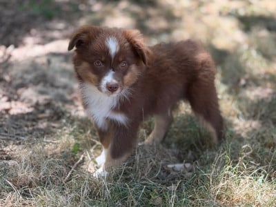 Les chiots de Berger Américain Miniature 