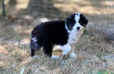 Les chiots de Berger Américain Miniature 